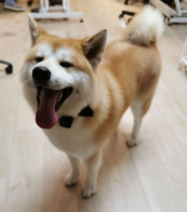 akita-japonska-grooming