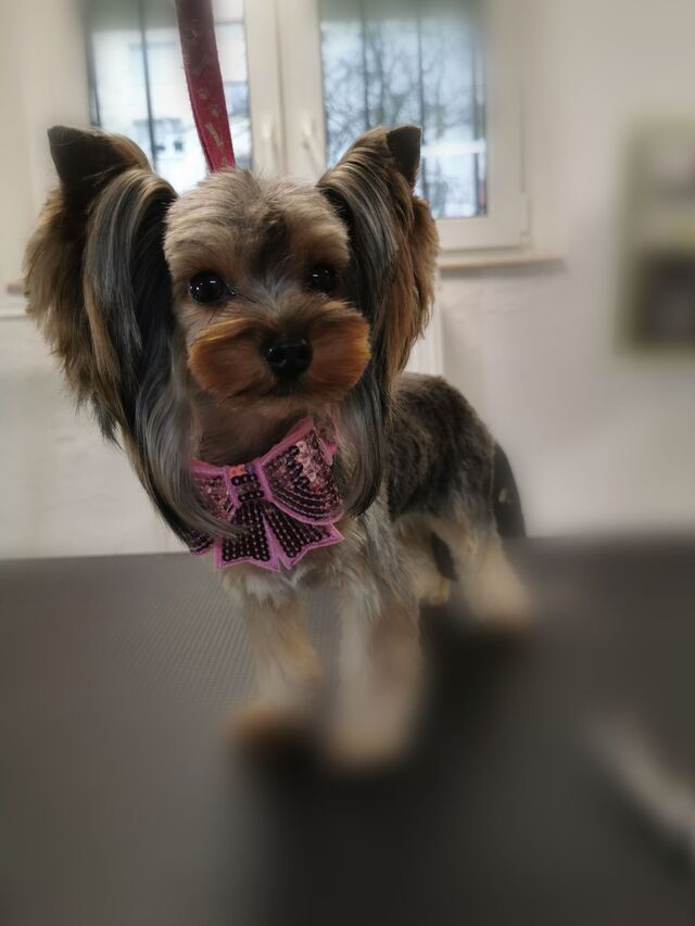 cute-yorky