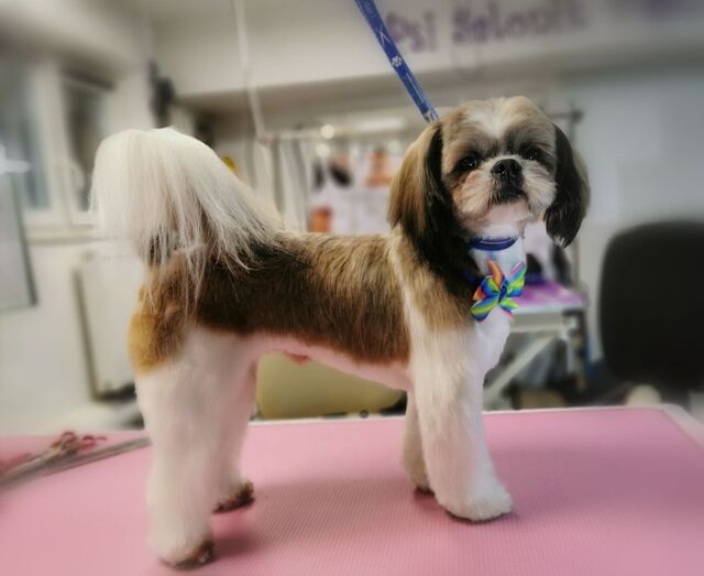 fryzurka-dla-shih-tzu