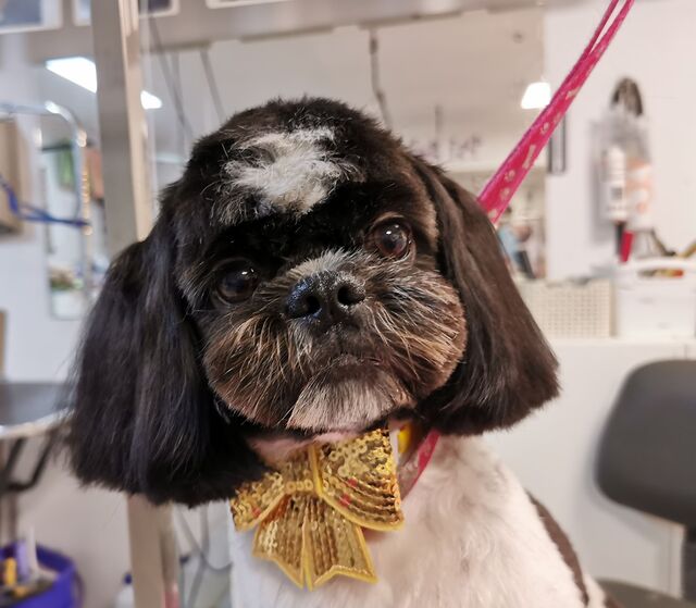 glowa-shih-tzu