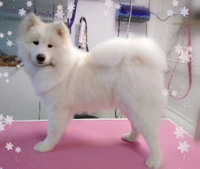 grooming-samoyed