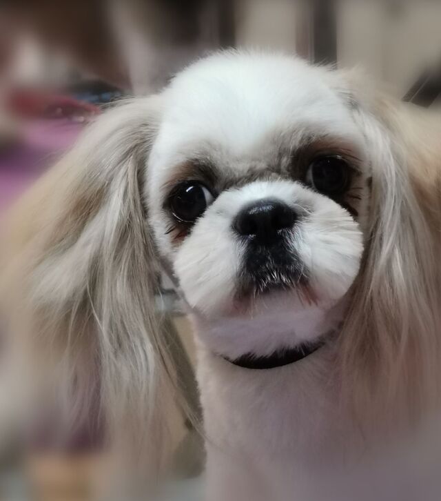 shih-tzu-korean-style