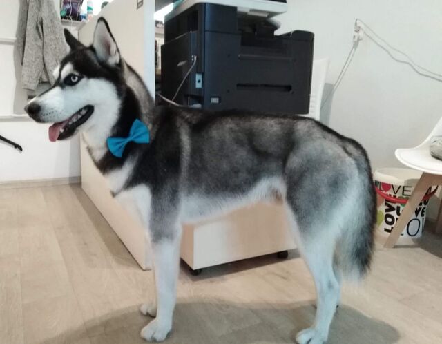 husky-grooming