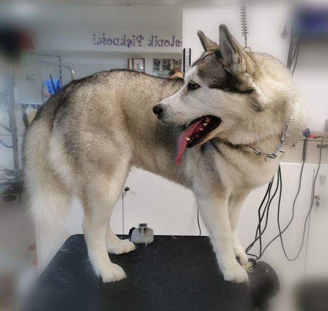 husky-pelna-pielegnacja