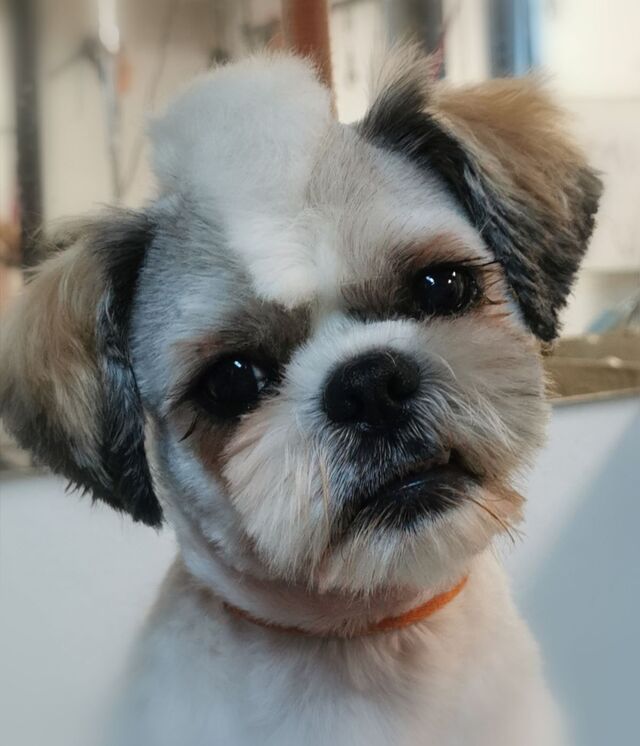 irokez-u-shih-tzu