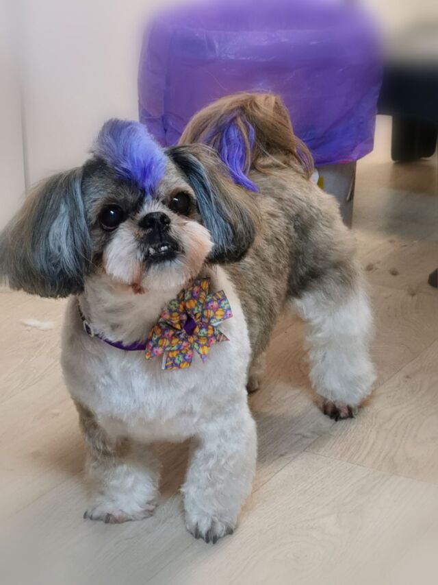 koloryzacja-i-irokez-u-shih-tzu