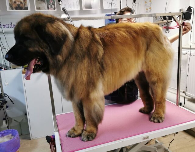 leonberger-po-pielegnacji