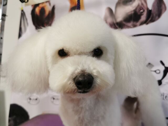 maltipoo-strzyzenie