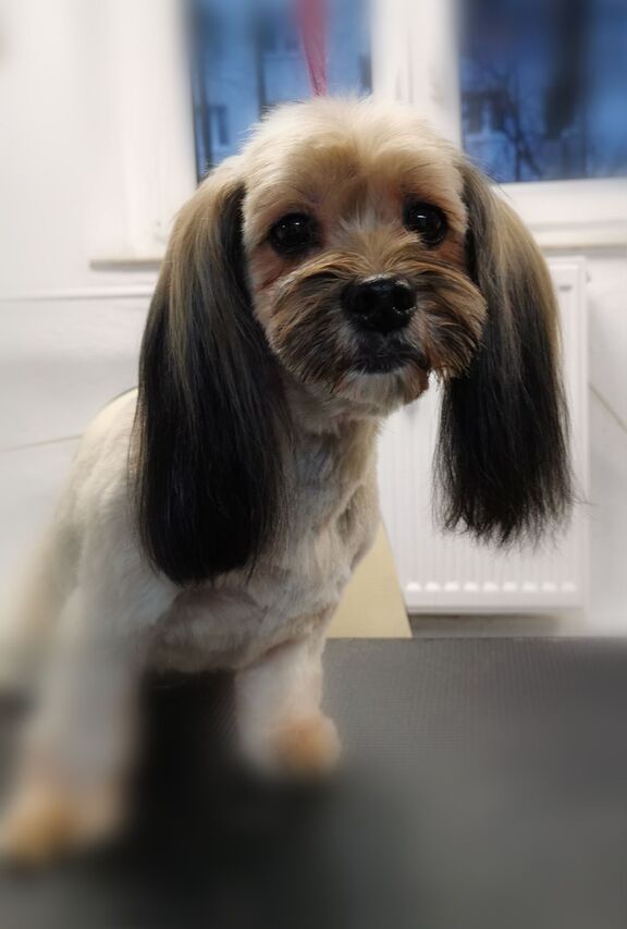piesek-w-type-shih-tzu-pielegnacja
