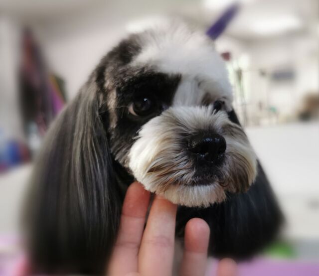 piesek-w-typie-shih-tzu