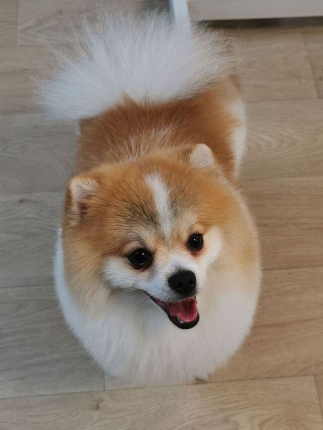 pomeranian-fryzura-klasyczna