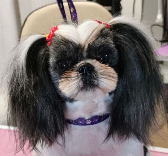 shih-tzu-dwie-kitki-pielegnacja
