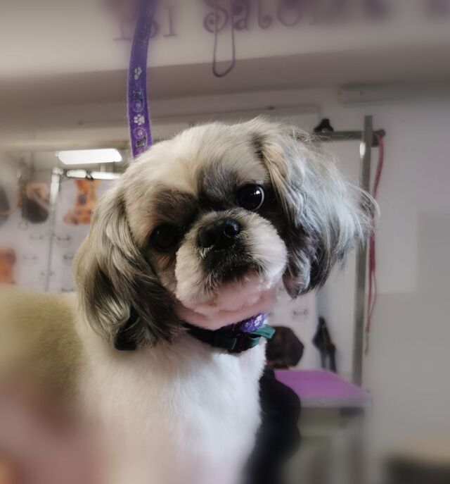 shih-tzu-fryzurka-bardzo-krotka