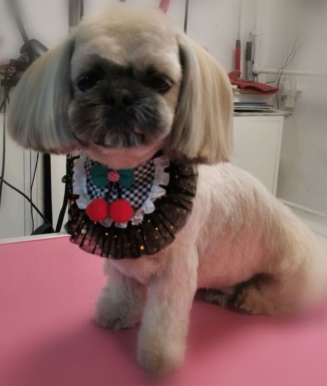 shih-tzu-puszysty