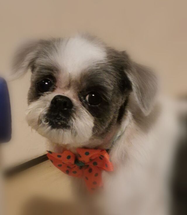 starszy-shih-tzu-fryzurka-praktyczna