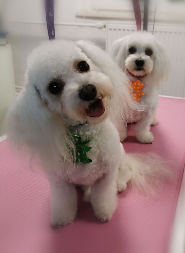 sweet-doga