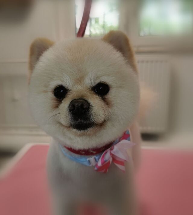 szpic-miniaturowy-boo